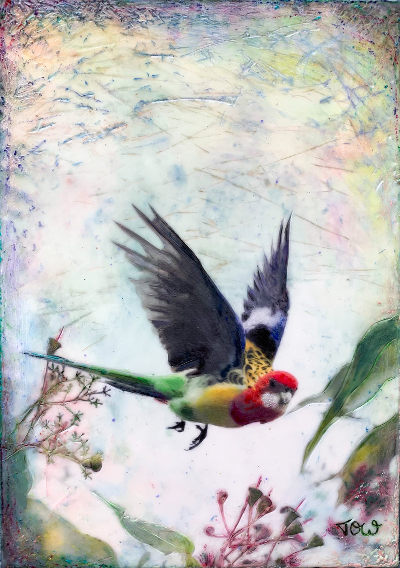 'Rosella in Flight' Print
