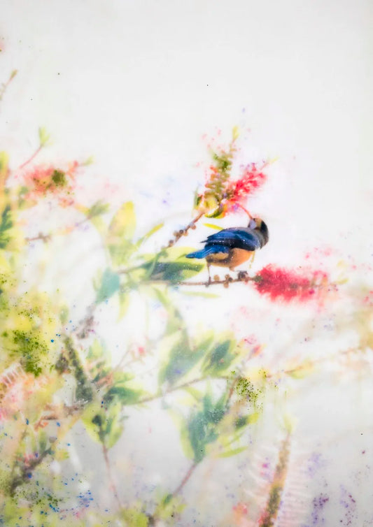 easternspinebillfineartprint