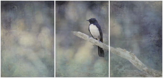 willie-wagtail-triptych