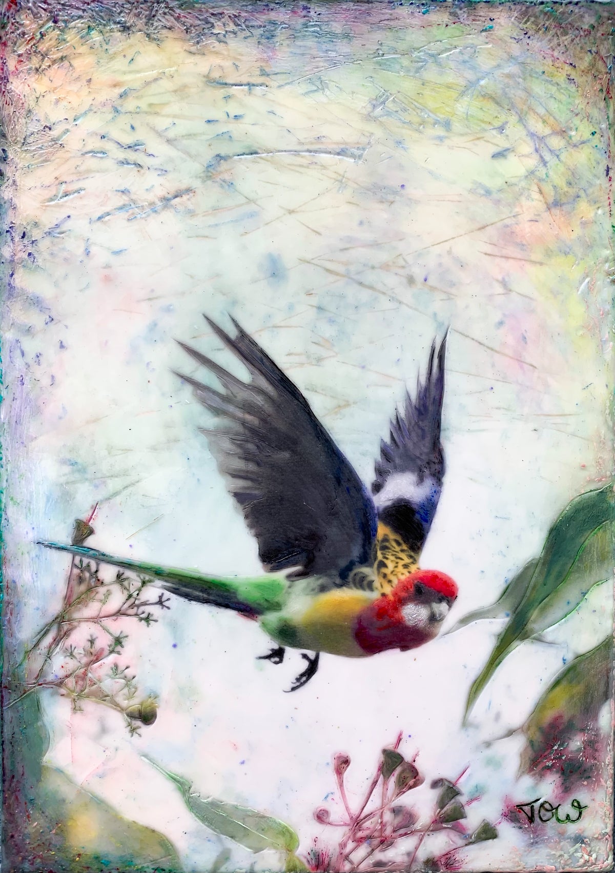 rosella-in-flight